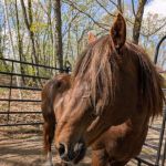New Prospect Horseriders' Camp
