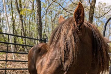 New Prospect Horseriders' Camp
