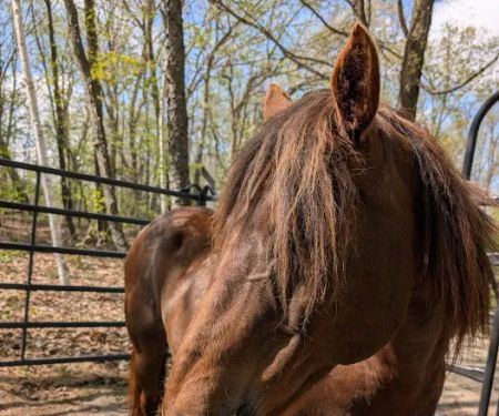 New Prospect Horseriders' Camp