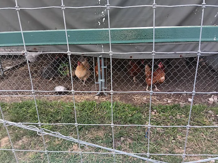 Liberty Acres Fainting Goat Farm and Campground 6