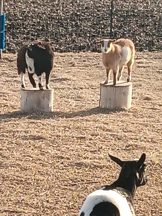Liberty Acres Fainting Goat Farm and Campground 7