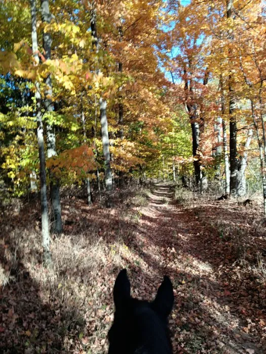 Salamonie River State Forest Horseman's Camp 2