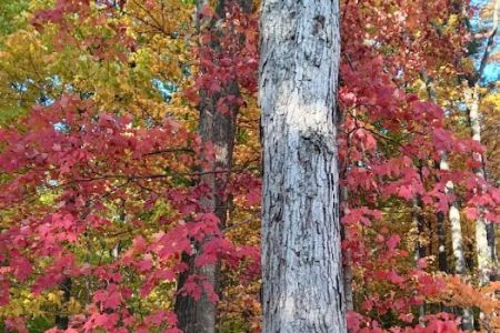 Salamonie River State Forest Horseman's Camp