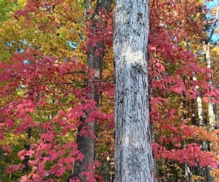 Salamonie River State Forest Horseman's Camp