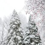 Spirit Springs Campground