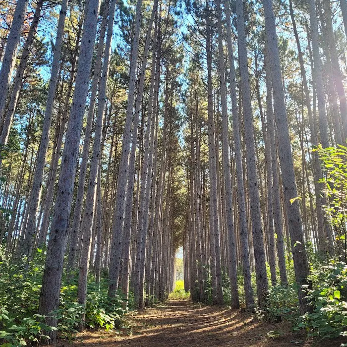 Dell Pines Campground 6