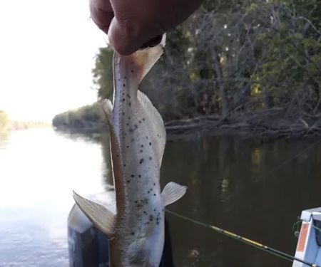 Henderson County Consrvtn Area