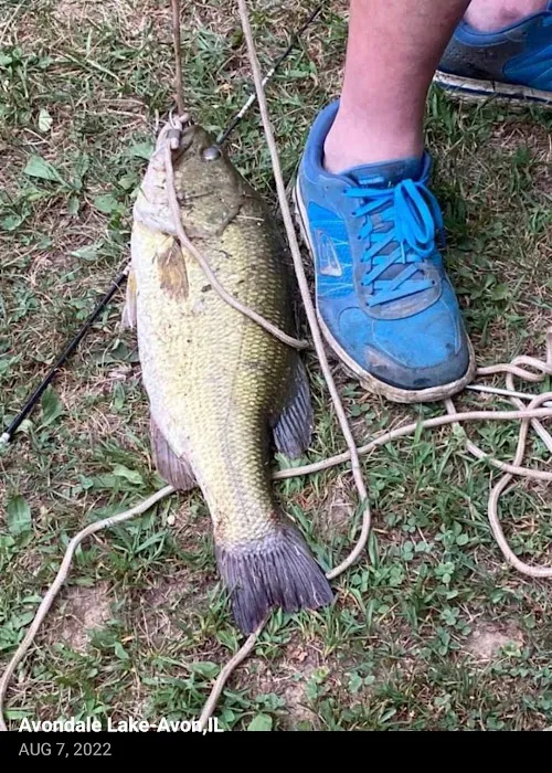 Avondale Lake 4