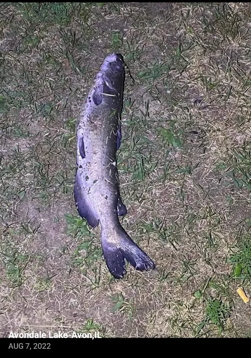 Avondale Lake 2