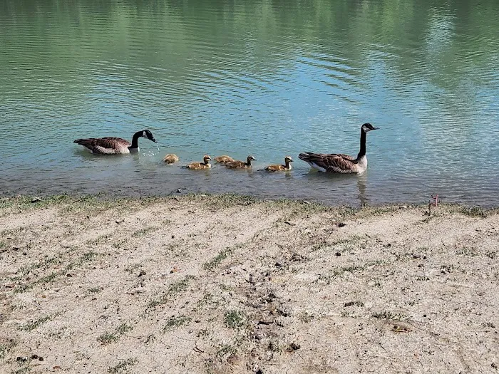 Giant Goose Ranch 8