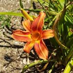 Old State Village Manufactured Housing Community