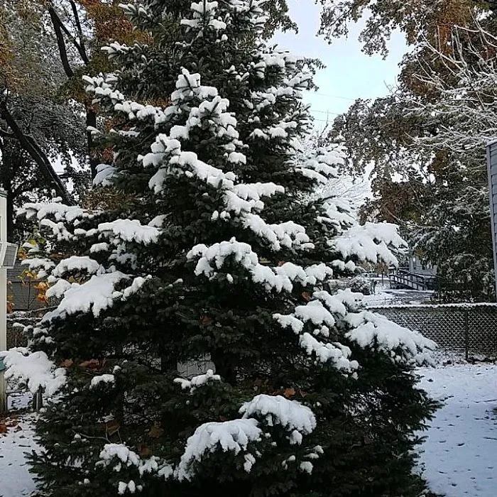 Ridge Village Mobile Home Park 2