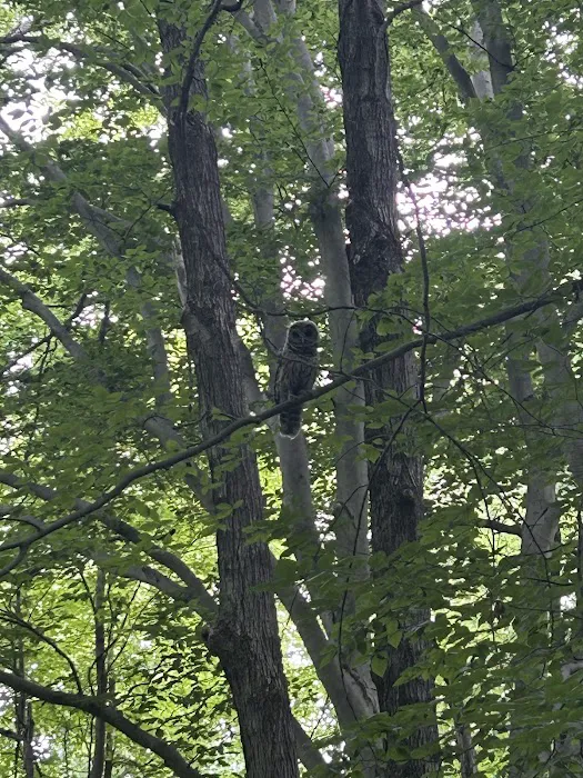Dogwood Springs Campground 1