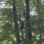 Dogwood Springs Campground