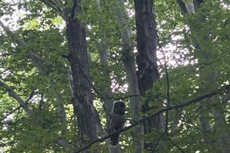 Dogwood Springs Campground