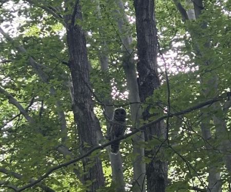 Dogwood Springs Campground