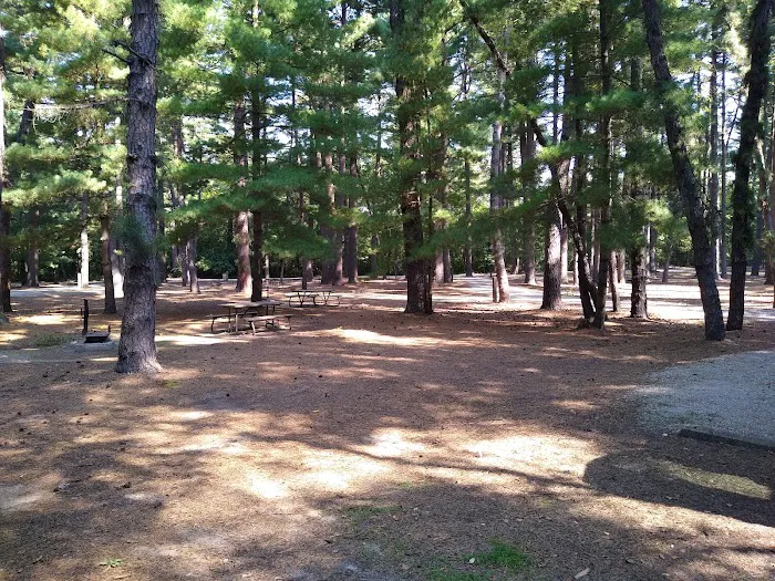 Pine Campground 1