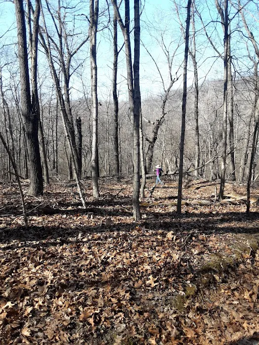 Pine Campground 7