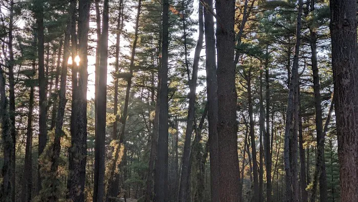 Pine Campground 5