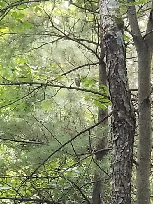 Pine Campground 2