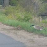 Washburn Lake Village MHC