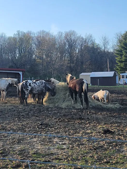 SILVER FEATHER ACRES 4