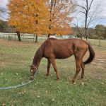 SILVER FEATHER ACRES
