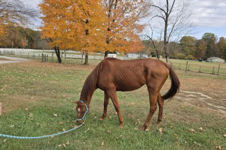 SILVER FEATHER ACRES