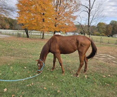 SILVER FEATHER ACRES