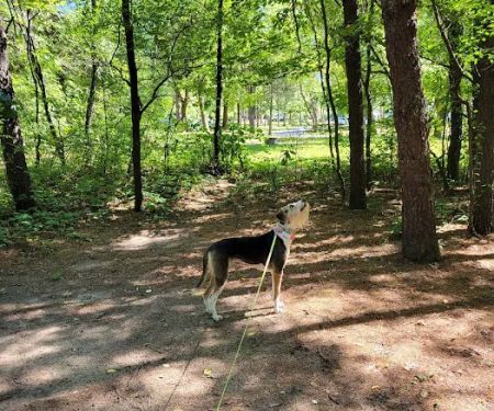 Sherwood Forest Camping & RV Park