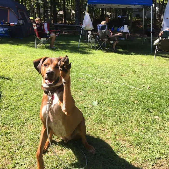 Oakwood Campsite 2
