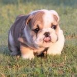 Sunrise Mobile Court