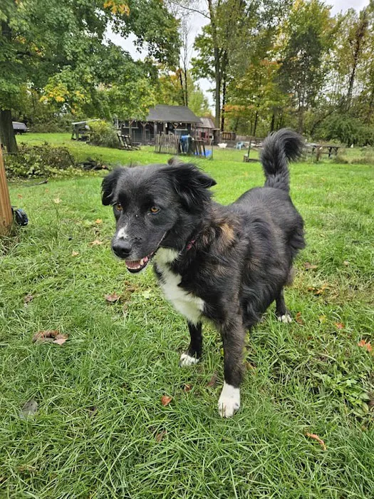 A Waggin' Good Time At Mellow Acres 4
