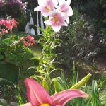 Birchwood Estates Mobile Home Community