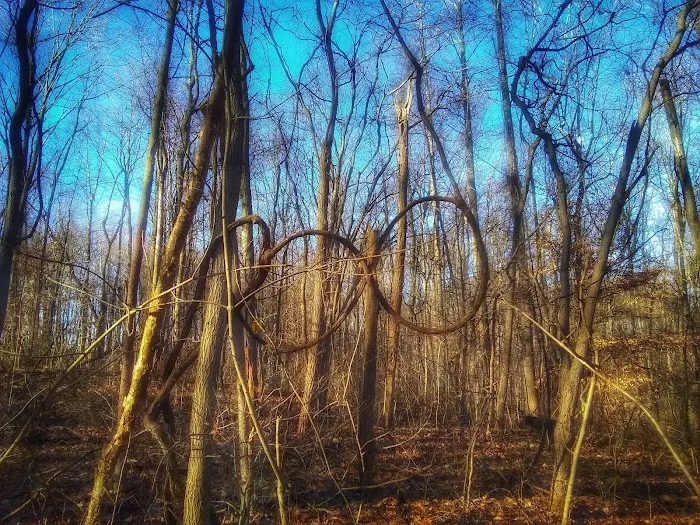 Owen-Putnam State Forest 5