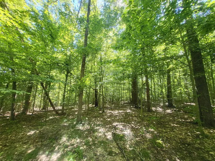 Owen-Putnam State Forest 4