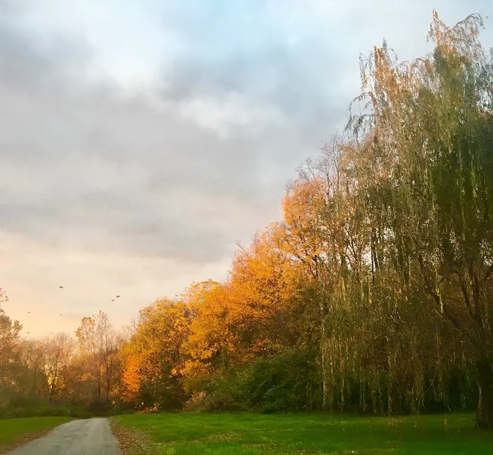 Fire Fly Grove 6