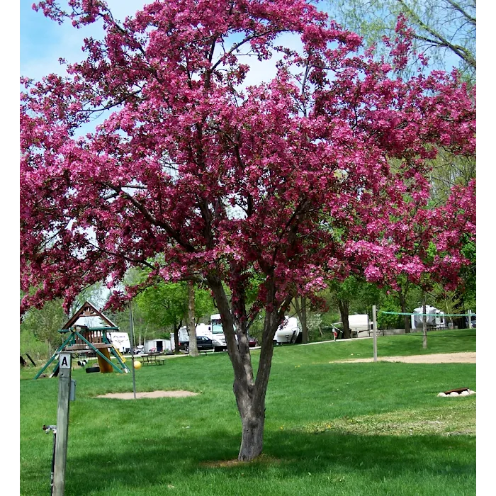Apple Creek Campground 10