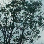 Morgan Creek Campground