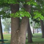 Windsor Woods Village