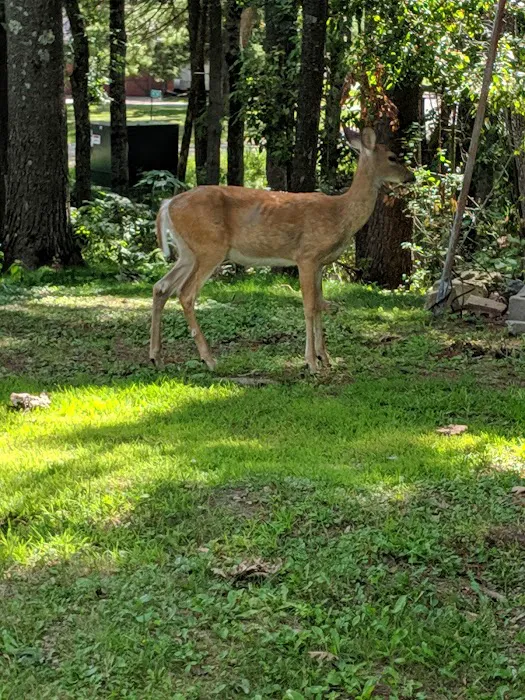 Camp Cleghorn 8