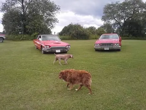 Iola Car Show Campgrounds 1