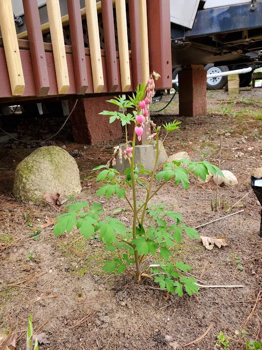 Iola Pines Campground 9