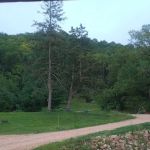 Pineview