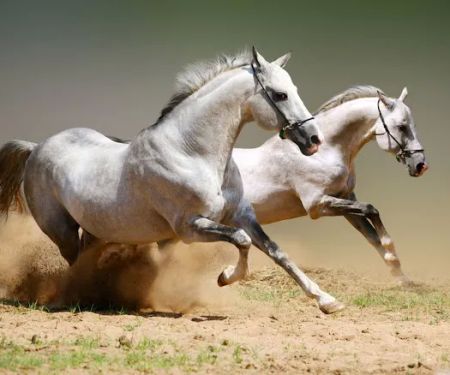Golden Valley Trailer Court
