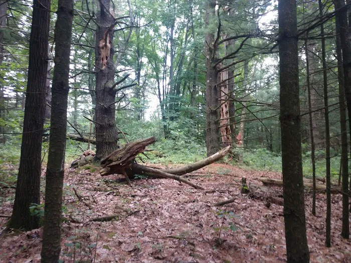 Yankee Springs Deep Lake Rustic Campground 8
