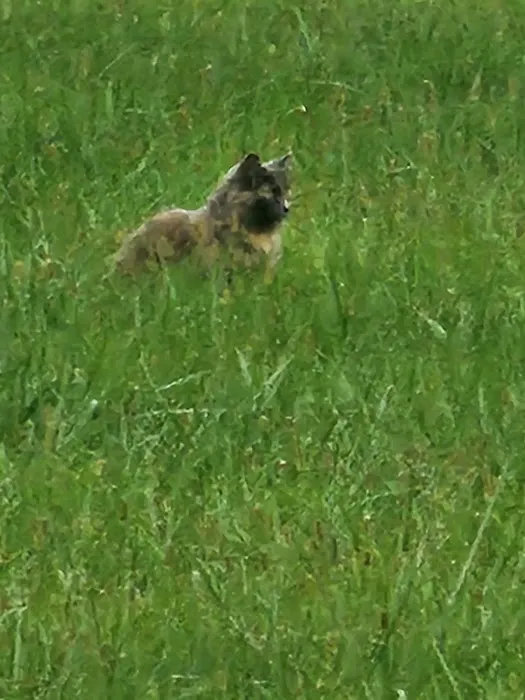 Colony Meadows 1