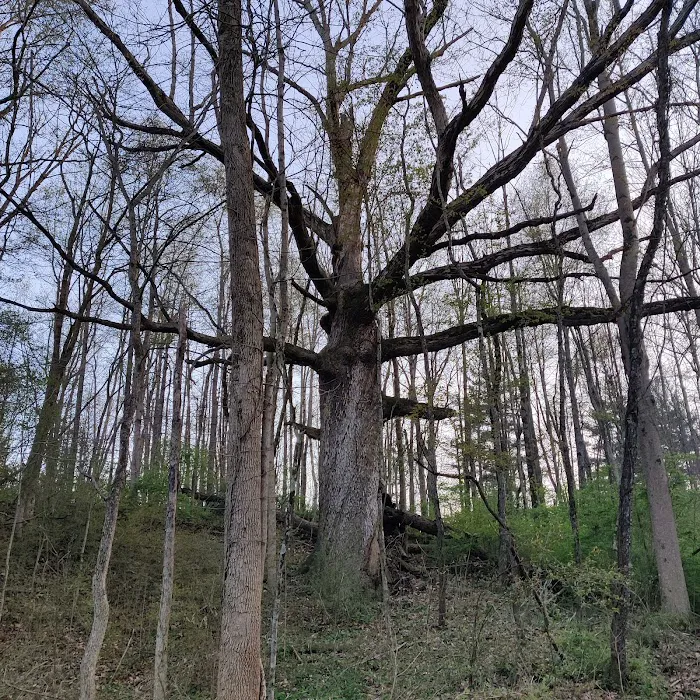 Westwood Park 4
