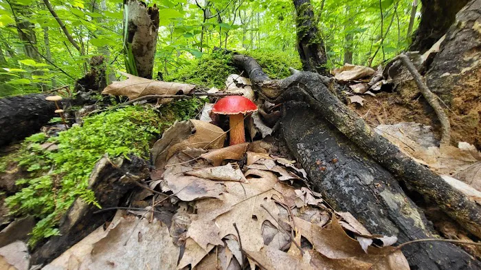 Brown County Reforestation Camp Campground 6