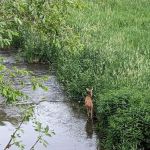 Highway 250 Campground